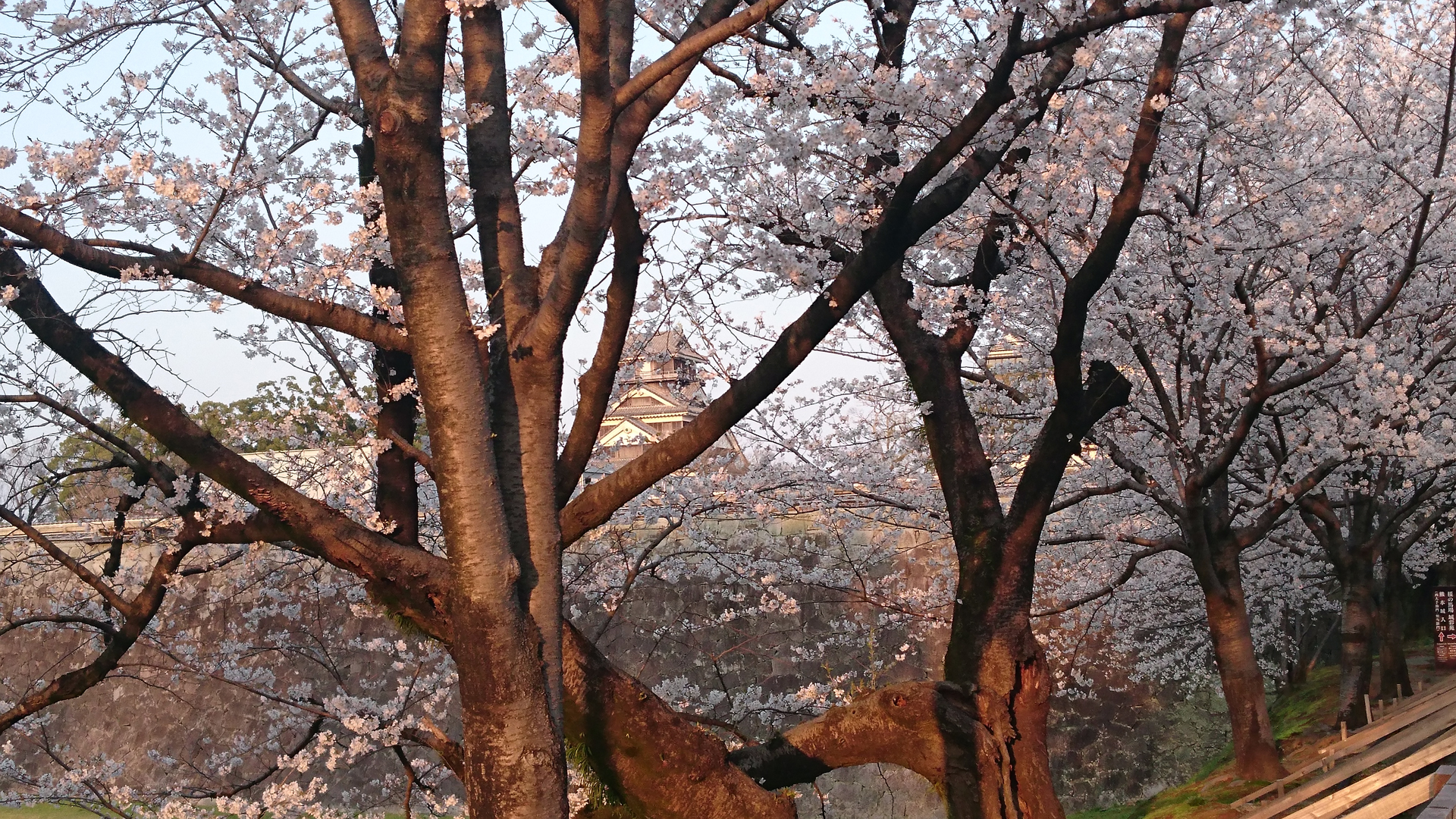 熊本城の桜