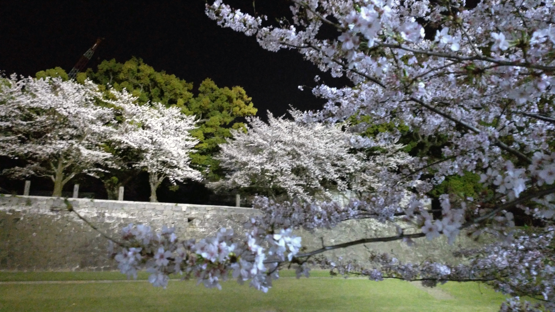 熊本城の桜