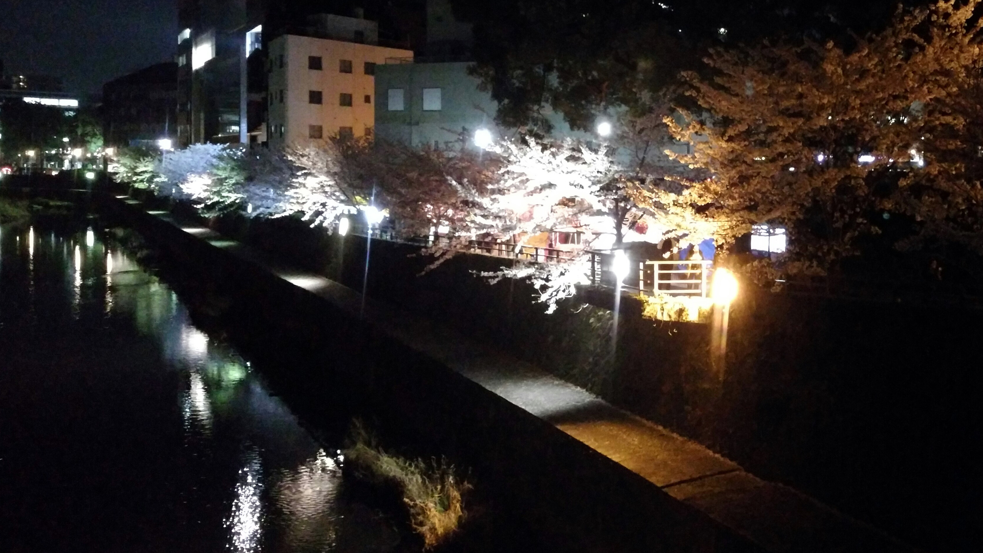 熊本城の桜