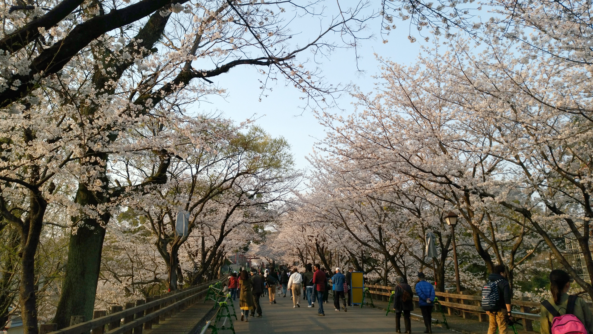 熊本城の桜