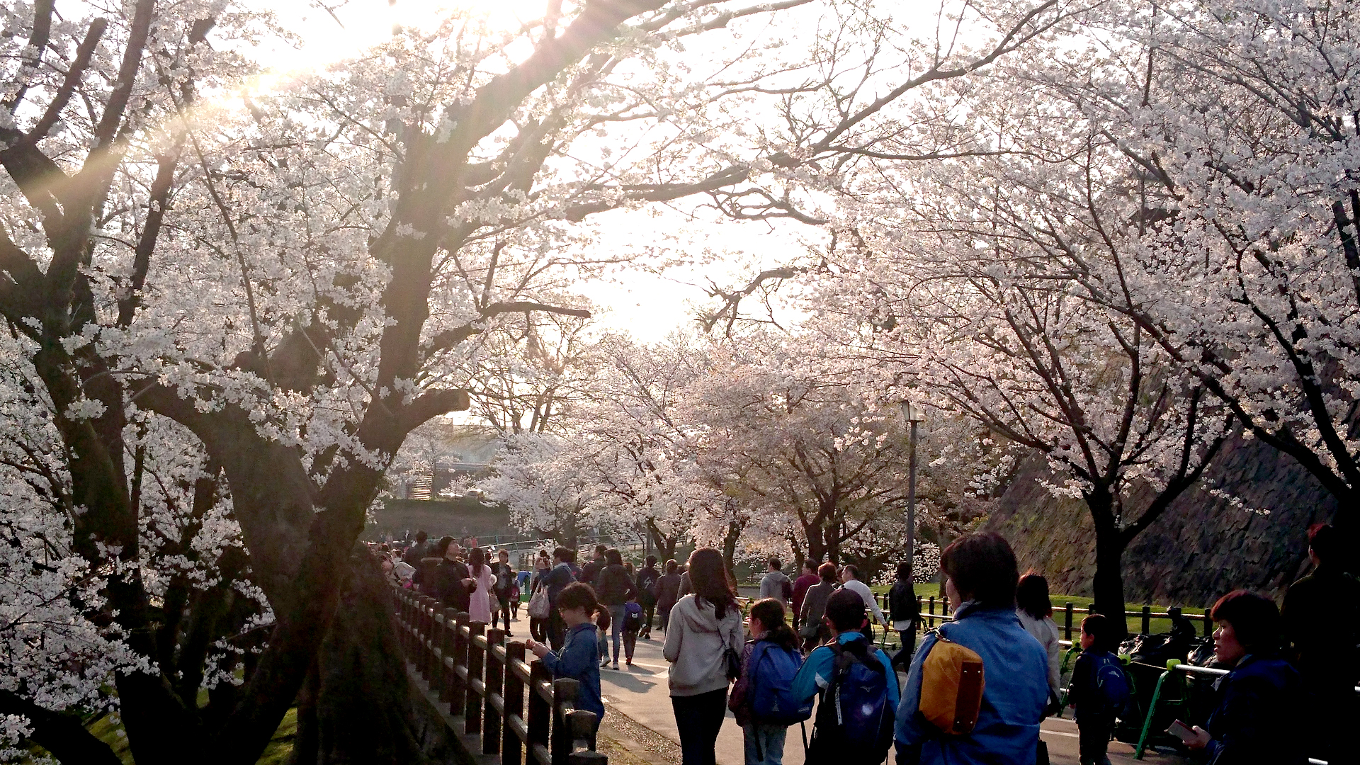 熊本城の桜