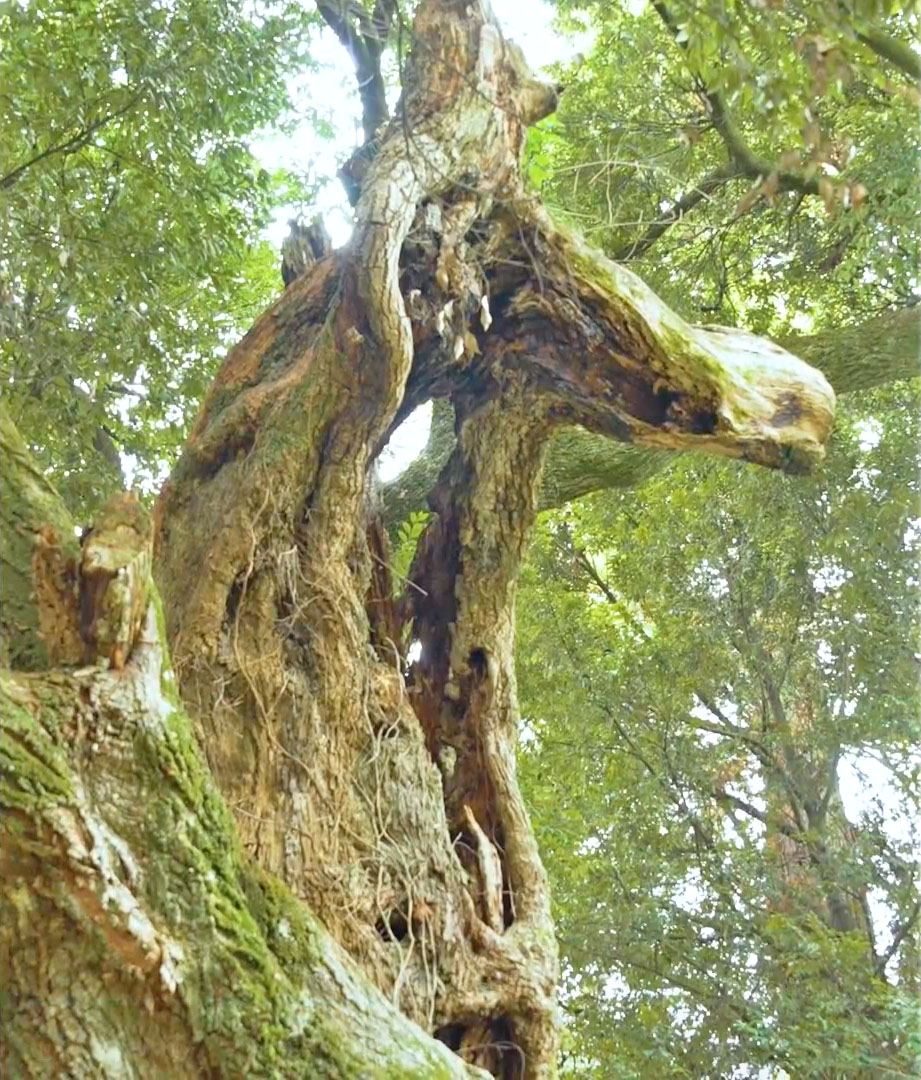 【二宮ん家】運気が上がる2026年最強スマホ開運待ち受けランキング